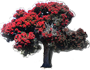 Pohutukawa